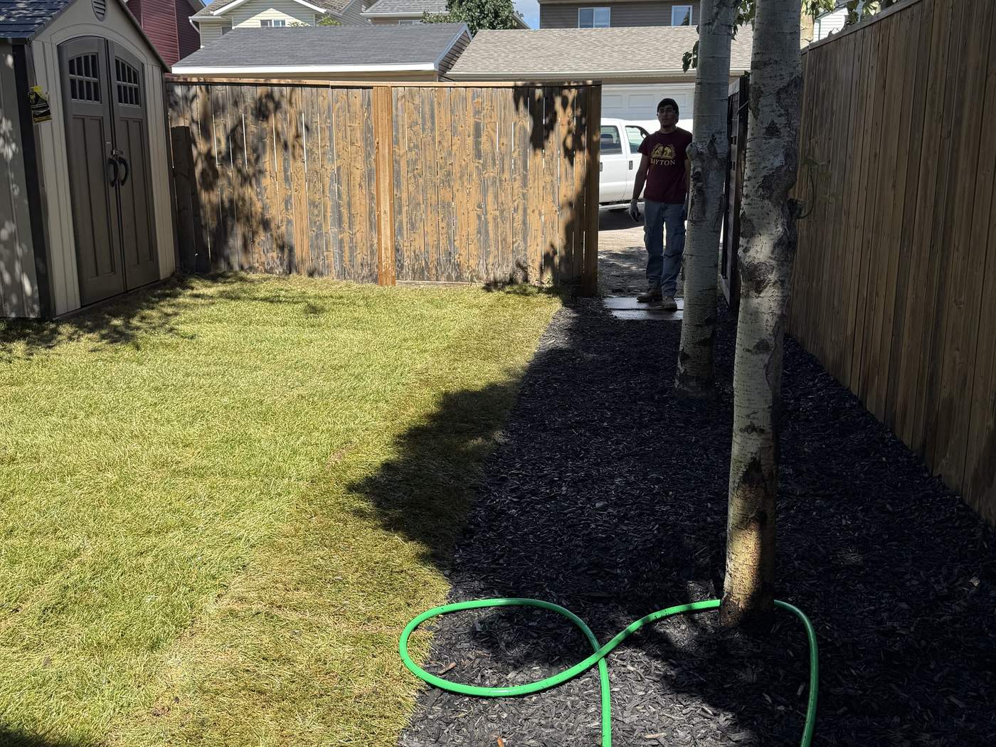 The same back yard in new sod, a mulched tree bed along the fence