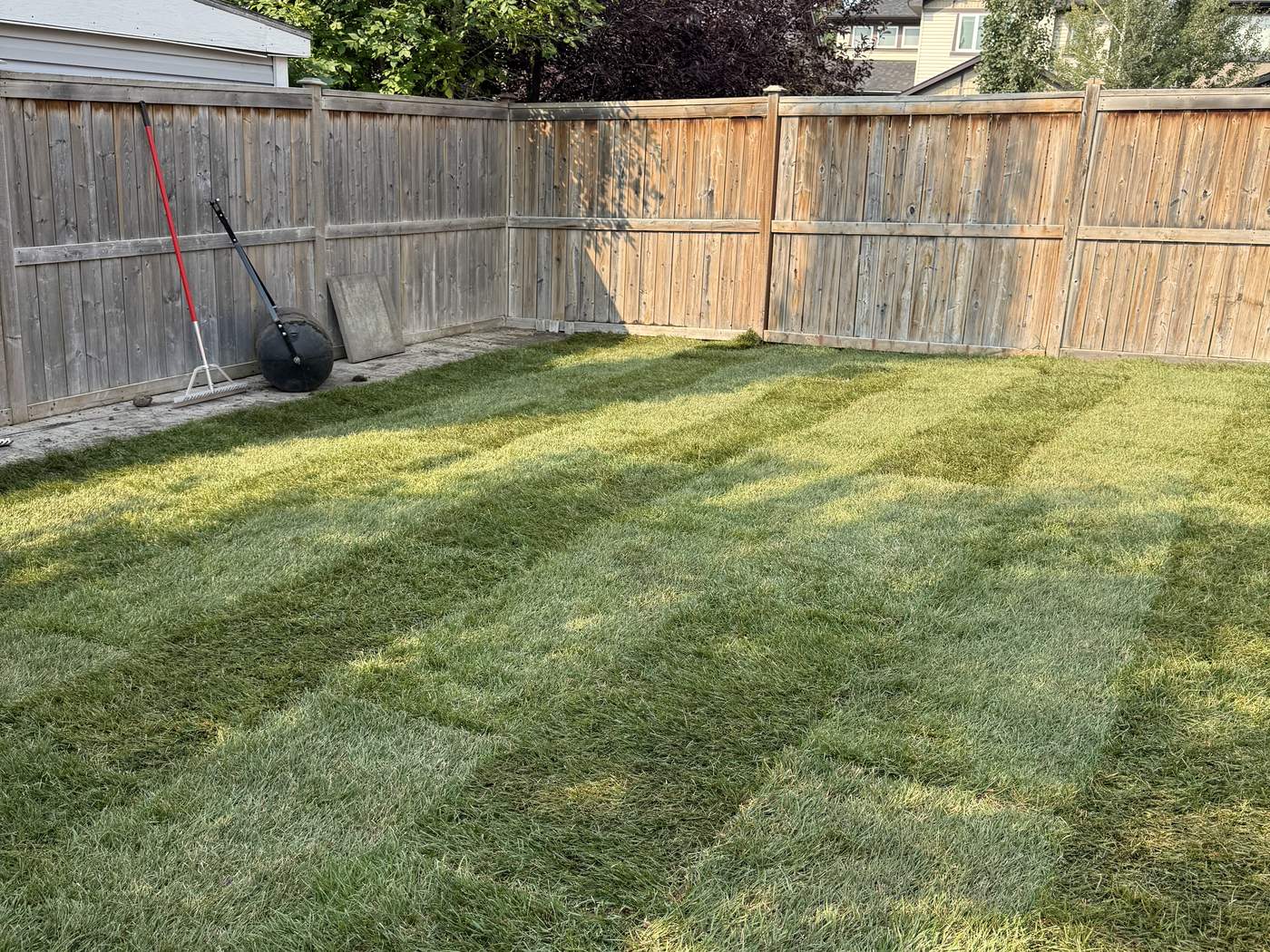 The whole Sage Hill back yard in new sod, rolled, with the lawn roller by the fence