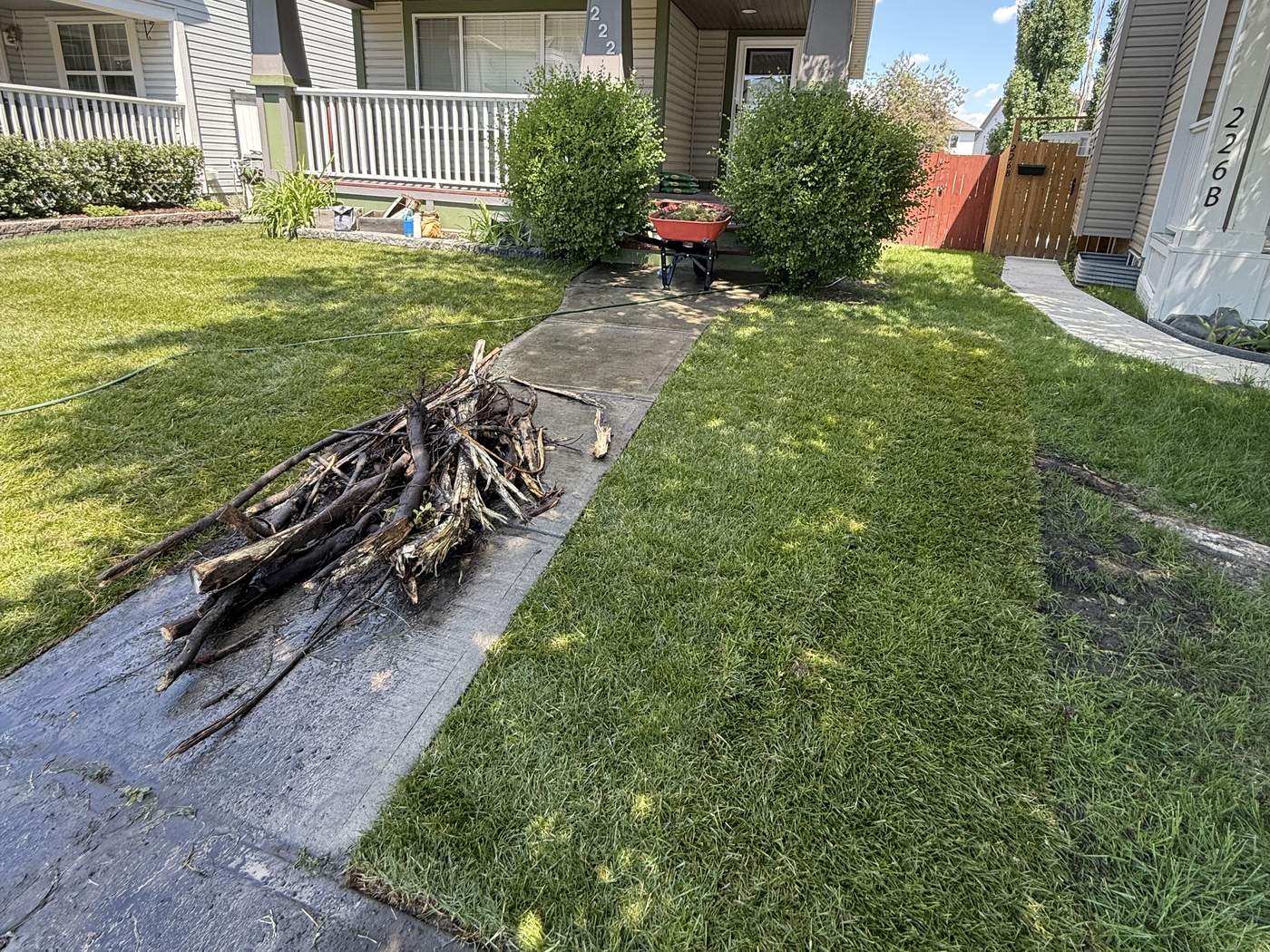 Front lawn with the pulled root plate on the walkway, old turf still in