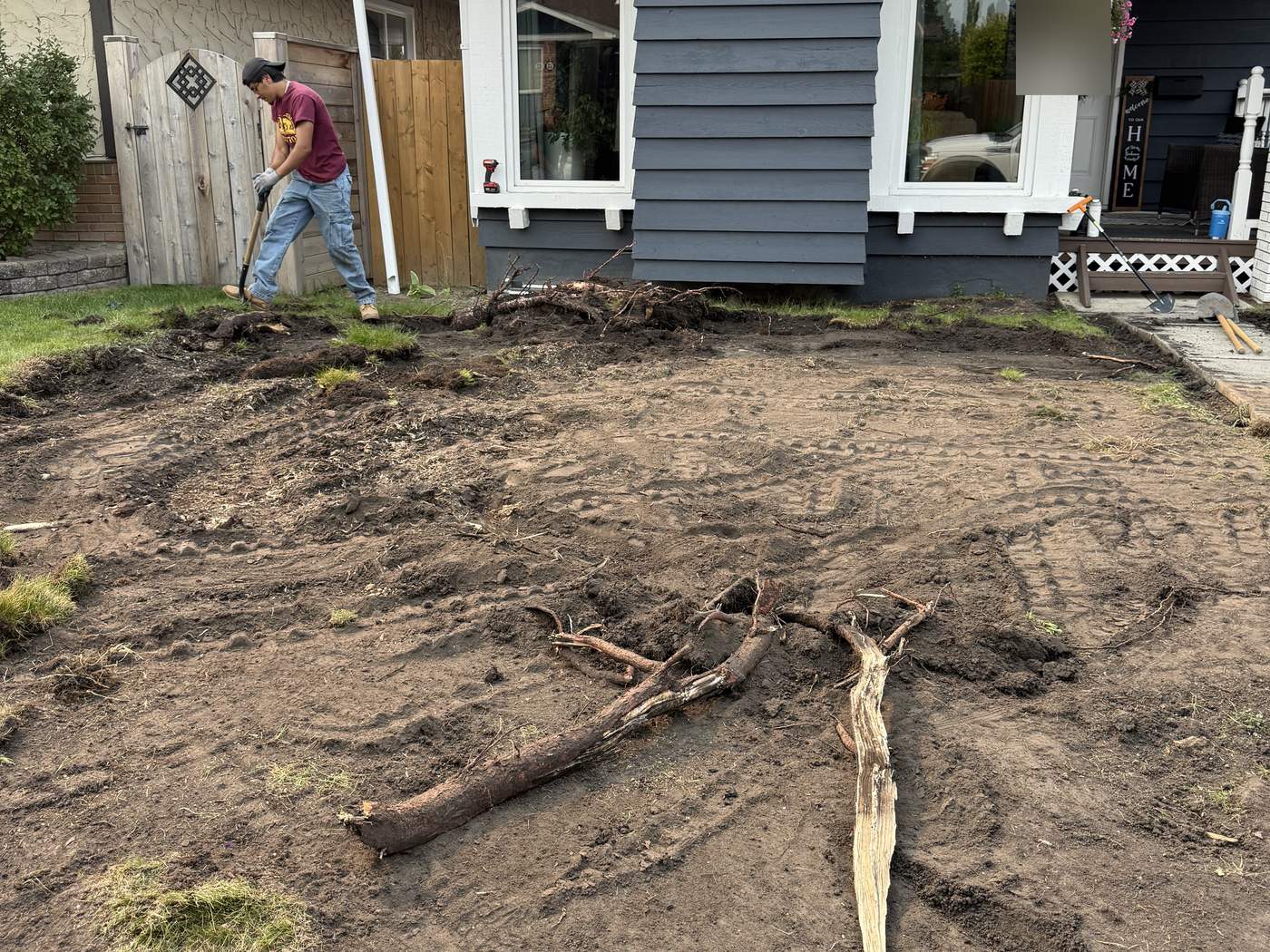 Thick old roots lying on the stripped soil of the front yard, a crew member digging by the side gate