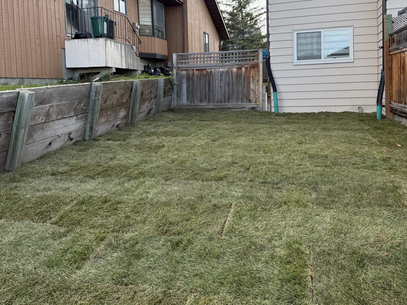 The same back yard after: new sod from the retaining wall to the house, downspouts running into buried SDR 35 PVC