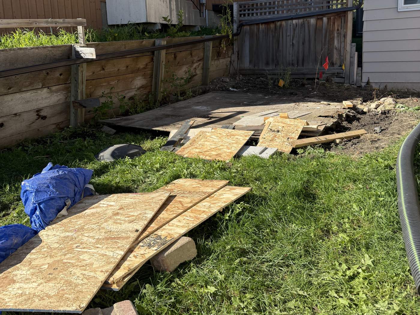 Beddington Heights back yard before the work: worn lawn, plywood and debris from the old shed, and a black flex downspout hose