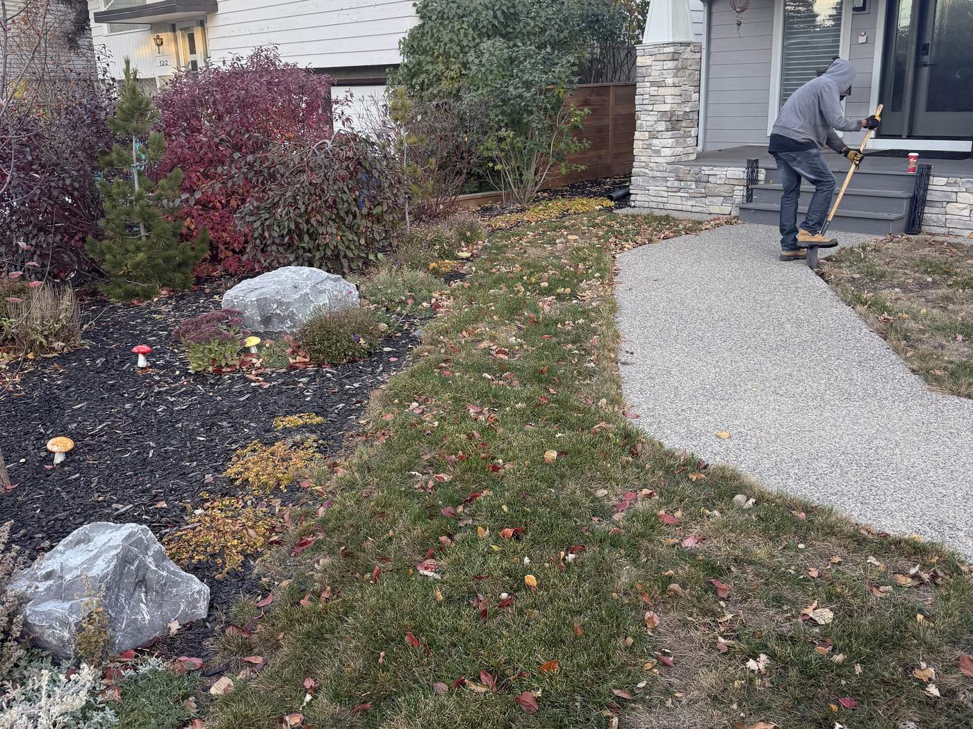 Varsity front yard before the work: a thin, patchy lawn along the walk, with fallen leaves and planted beds on both sides