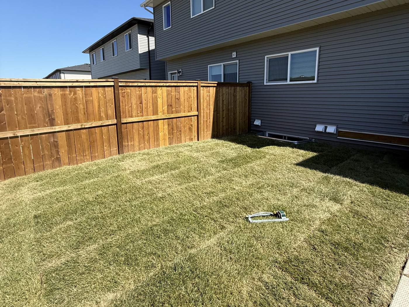 Wolf Willow back yard in new sod between a cedar fence and the back of the house