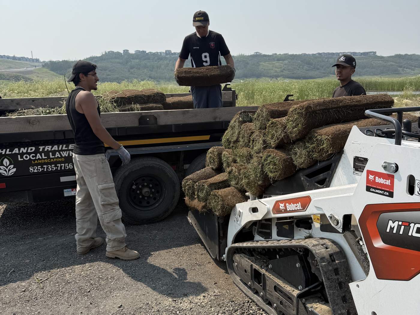The Local Lawns crew loading fresh sod rolls onto their Bobcat MT100 beside the company trailer, lettered Local Lawns Landscaping 825-735-7756