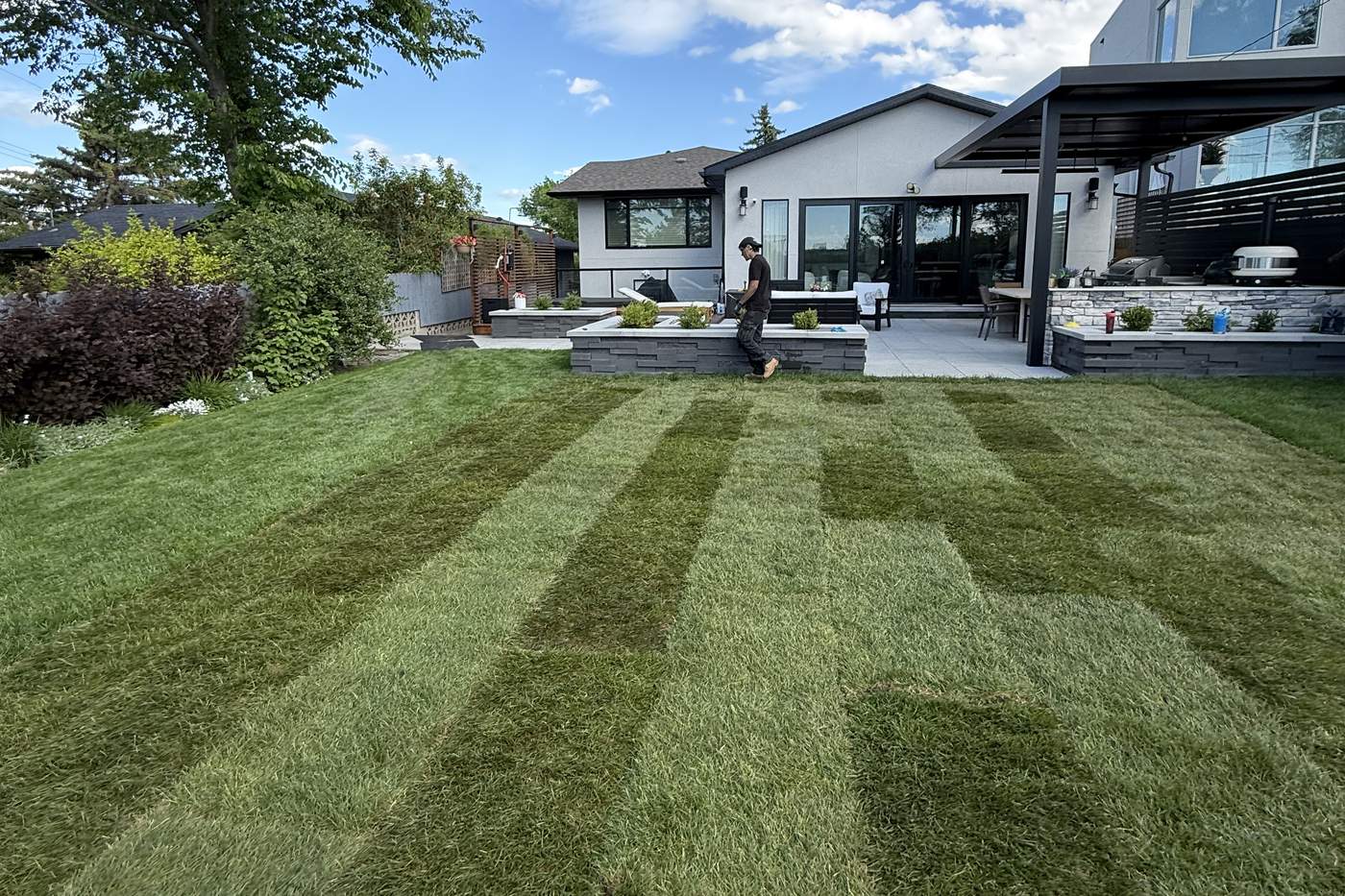A freshly sodded Local Lawns back yard, roll seams still showing, in front of a patio and stone-block planters