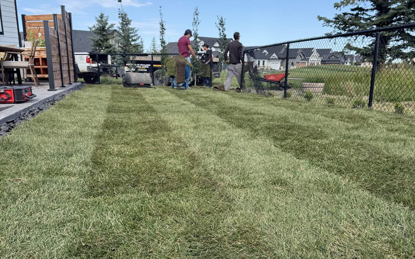 Freshly laid nursery sod, seams still visible, in a fenced back yard with the Local Lawns crew, sod roller and trailer at the far end