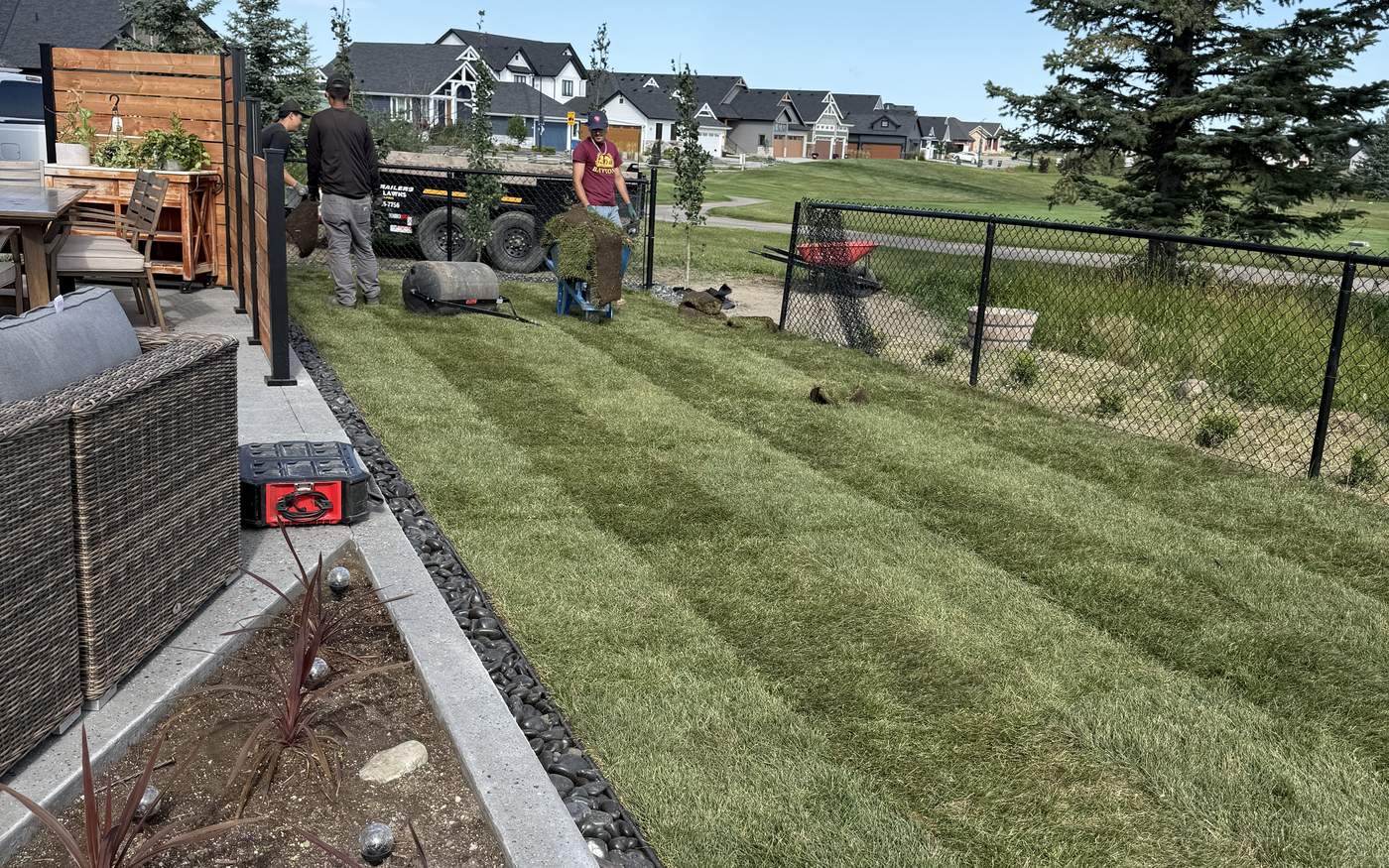 Local Lawns crew laying fresh nursery sod on a prepped, graded yard in Chestermere