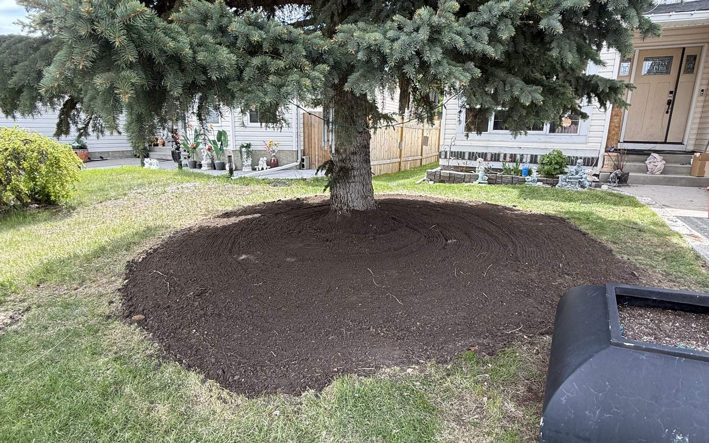 Newly planted hardy tree in Calgary, staked and mulched in a clean ring